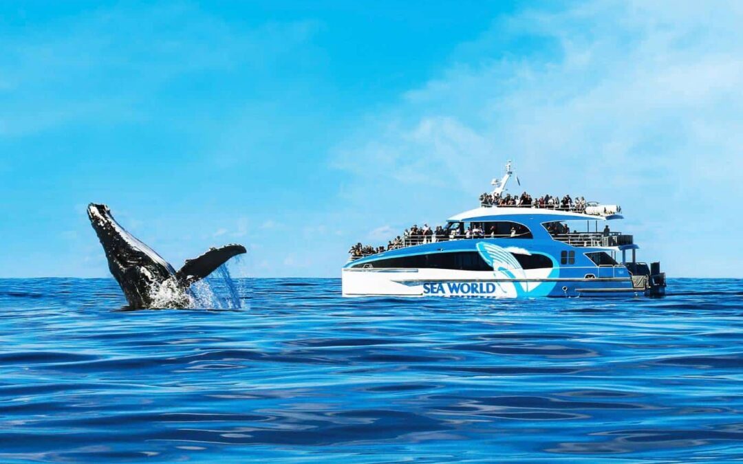A humpback whale breaches near a Sea World Cruises boat filled with spectators during a whale watching gold coast tour on a clear blue day.