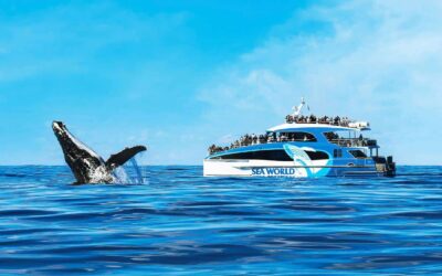 Whale Watching Gold Coast Tours Before It’s Too Late