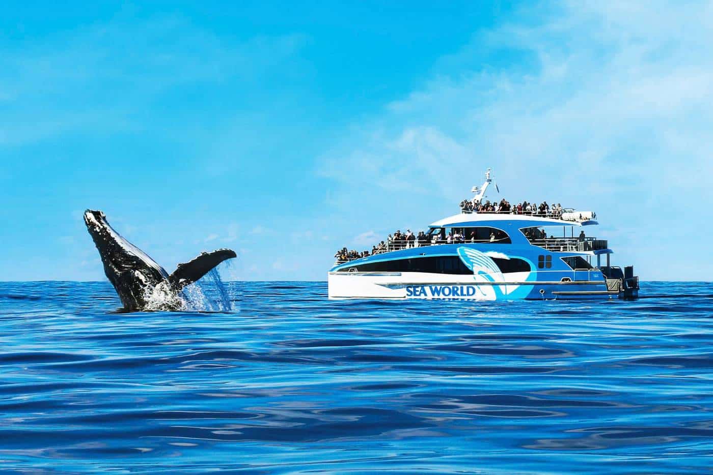 A humpback whale breaches near a Sea World Cruises boat filled with spectators during a whale watching gold coast tour on a clear blue day.