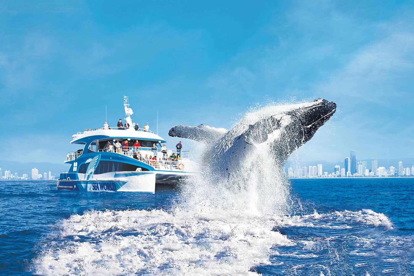 winter-in-broadbeach-koko Humpback whale breaching beside a Gold Coast whale watching cruise in winter, Broadbeach skyline behind